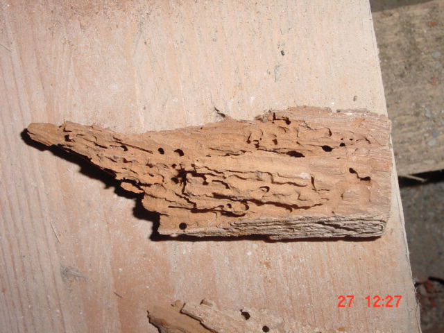 sichtbarer Würfelbruch durch Hausschwamm und Löcher von Holzwürmern